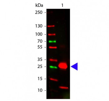 Rabbit IgG F(c) Antibody Pre-Adsorbed